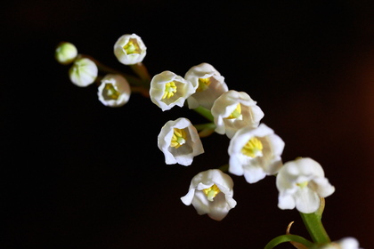 Muguet