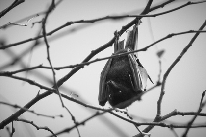 Bat