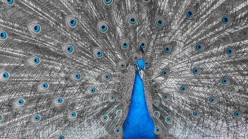 Bleu