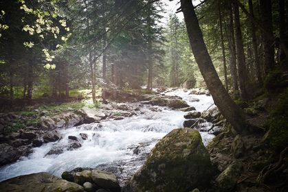 Forêt