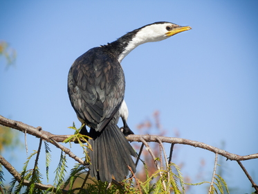 Little pied cormorant