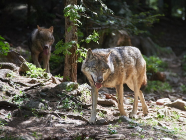 Loup