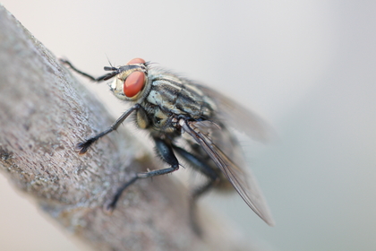 Mouche