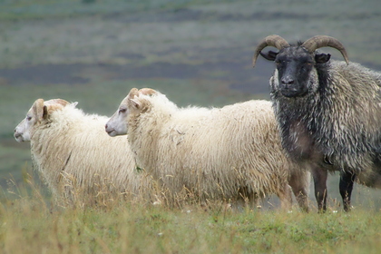 Mouton blasé