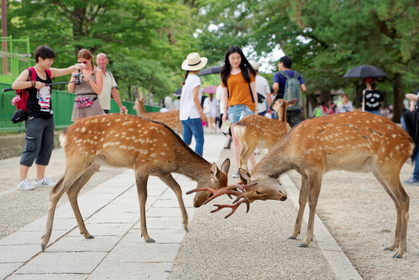 Nara