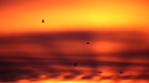 Oiseaux