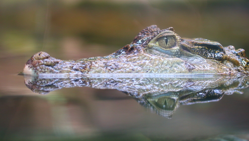 Reptile